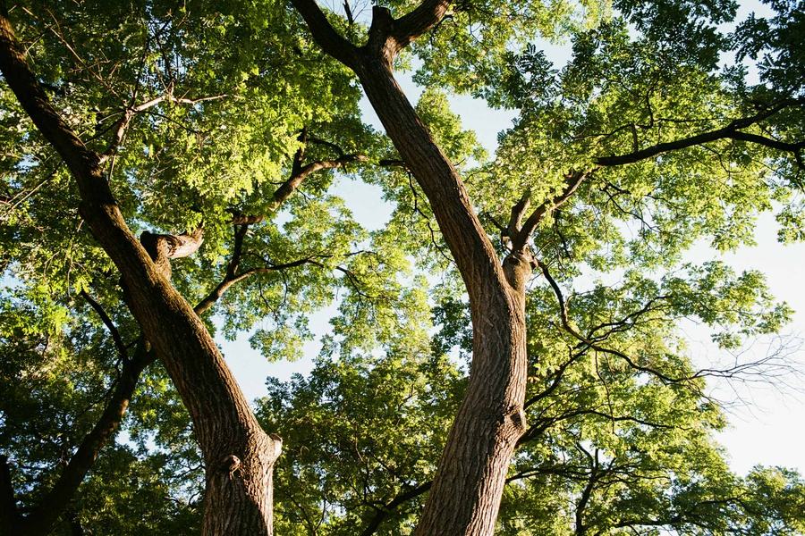 Twin Trunks