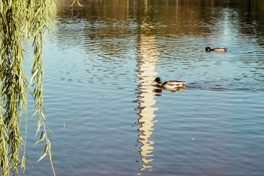 DC Ducks