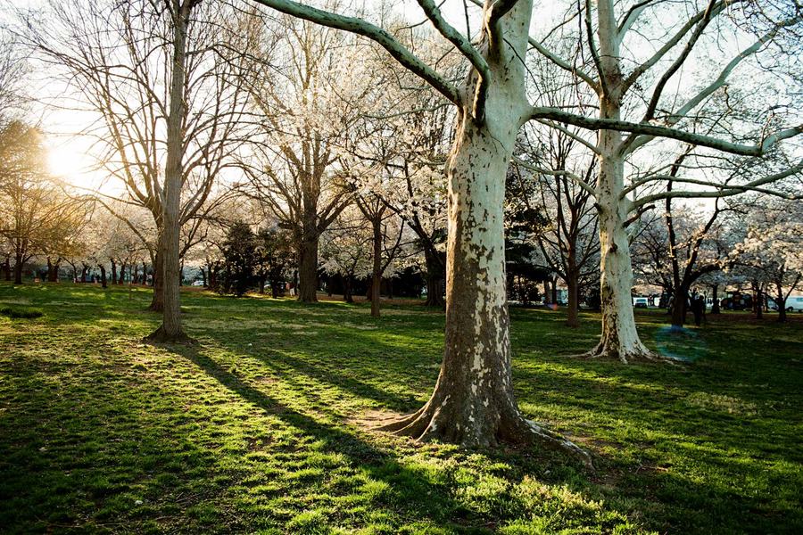 Morning Shadows