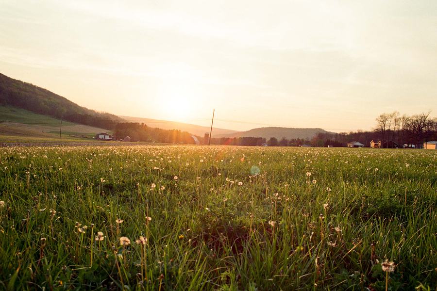 Dandelions
