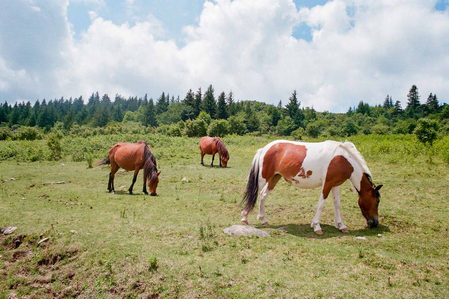 Highland Horses 1